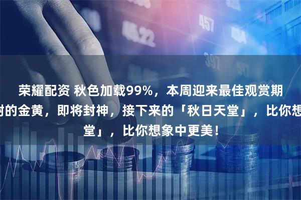 荣耀配资 秋色加载99%，本周迎来最佳观赏期！一树一树的金黄，即将封神，接下来的「秋日天堂」，比你想象中更美！